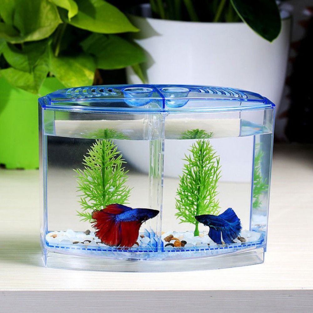 Betta Fish Tank - حوض أسماك بيتا شفاف ، حوض