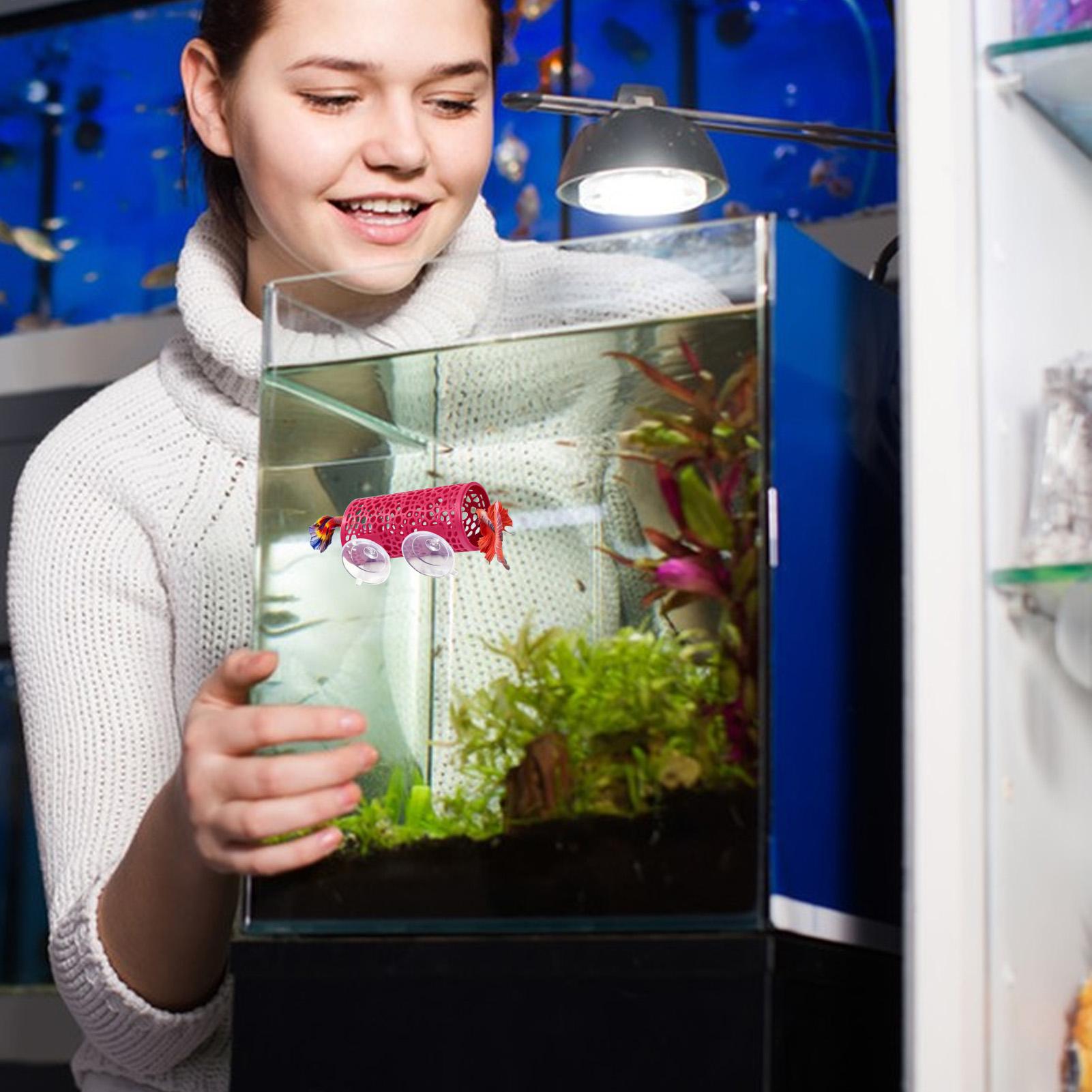 مأوى استراحة لأسماك البيتا، زي - مراجعة Betta Fish Tank وسعره