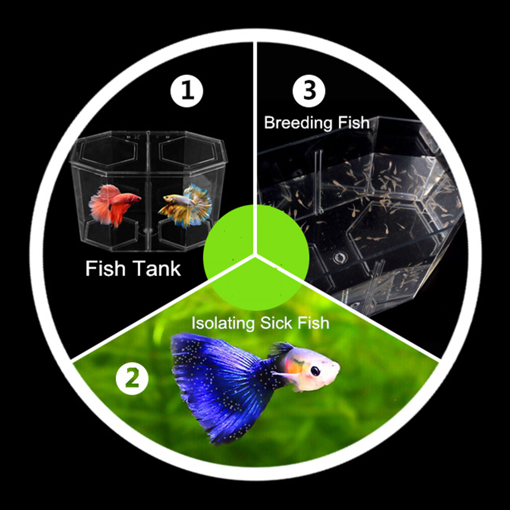 الاكريليك اثنين من الانقسام Gu - مراجعة Betta Fish Tank وسعره