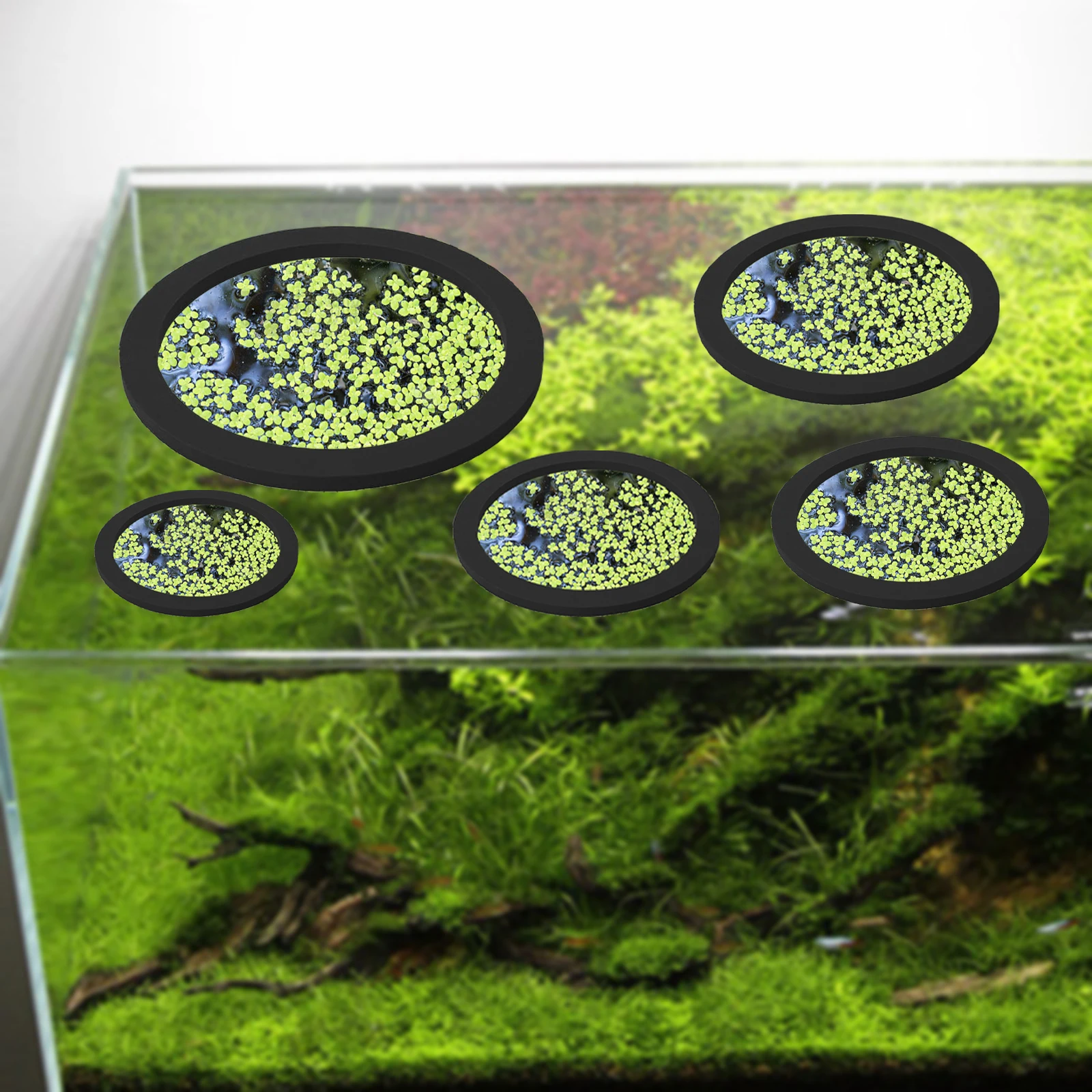 5 قطعة إيفا الأسماك تغذية حلقة - مراجعة Aquarium Fish Tank وسعره
