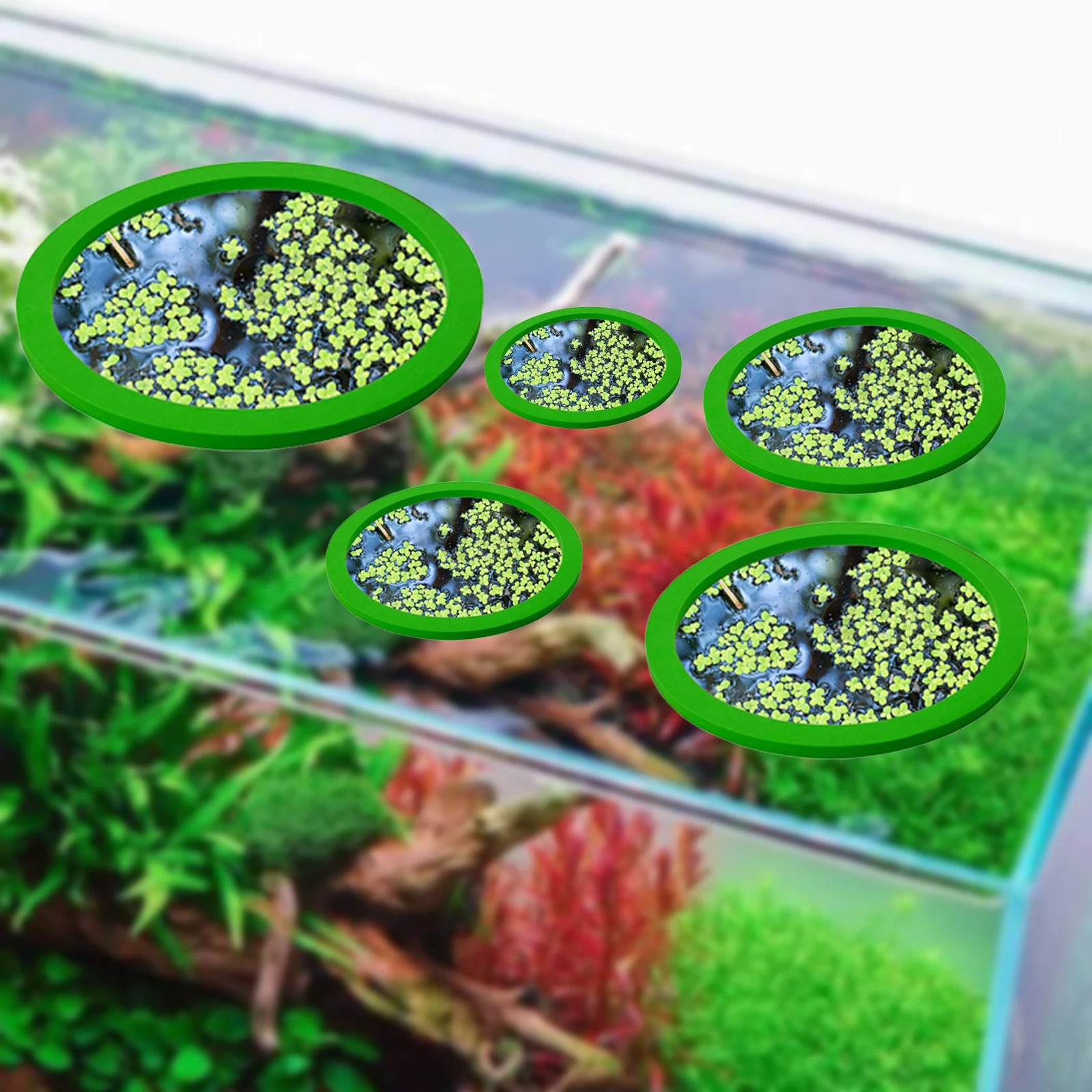 5 قطعة إيفا الأسماك تغذية حلقة - مراجعة Aquarium Fish Tank وسعره
